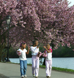 Cherry Blossoms