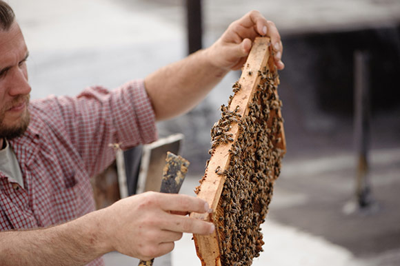 Flemming at ease with the bees