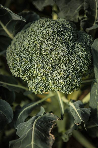 Fresh broccoli 