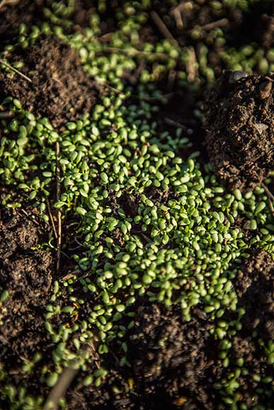 Clover replenishes the soil between plantings