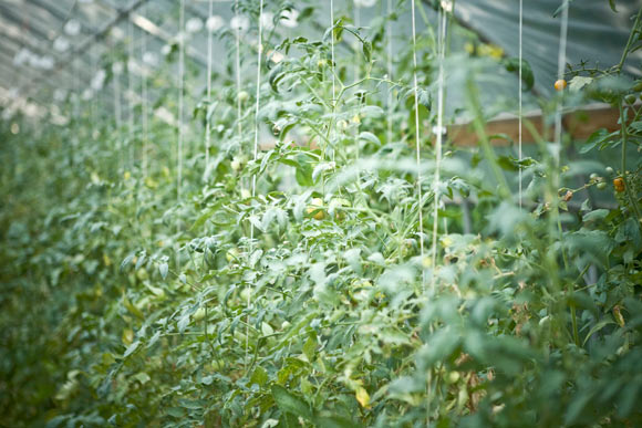 Inside the greening tent