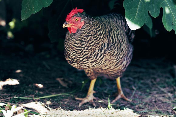 A hen in the garden at Preston's Paradise