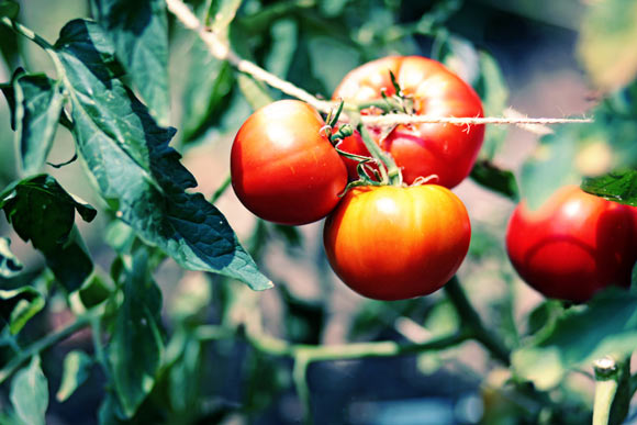 Tomatoes grow in the side yard