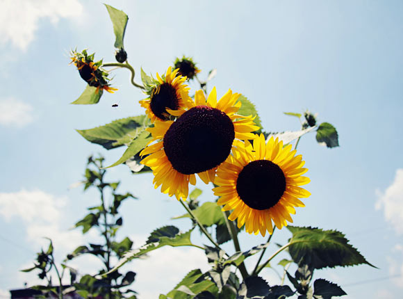 Sunflowers reaching high