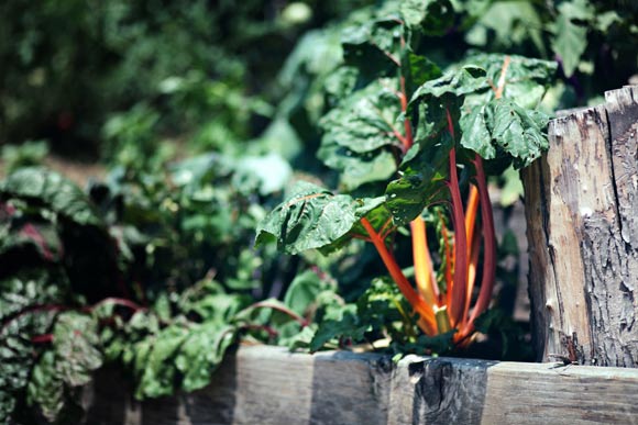 Rainbow chard on wallace