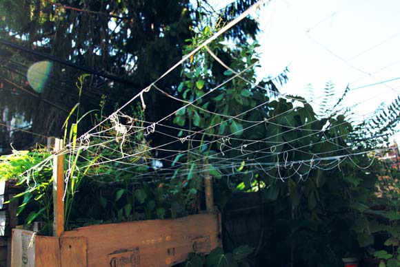 An assortment of plants in Tivoni's backyard garden.