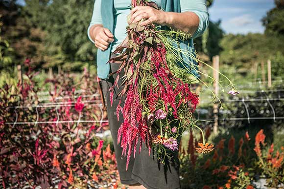 Cut flowers fresh from the 2 acre Roxborough farm