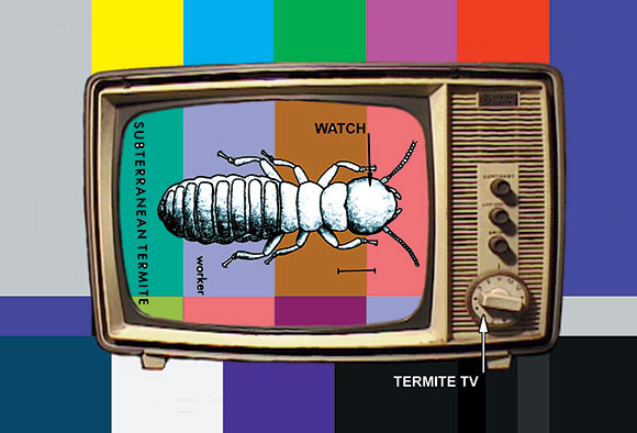 Termite TV