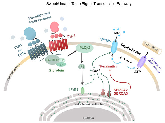 Taste pathway