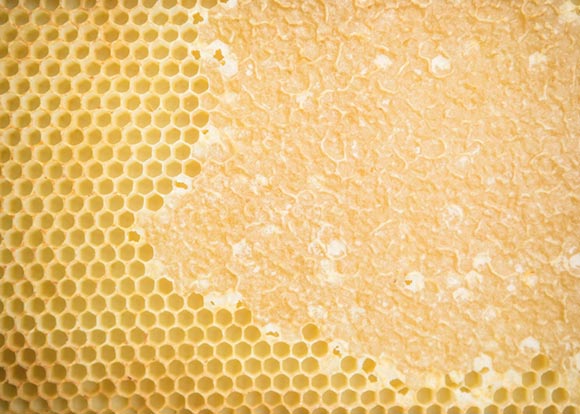 Honey Production