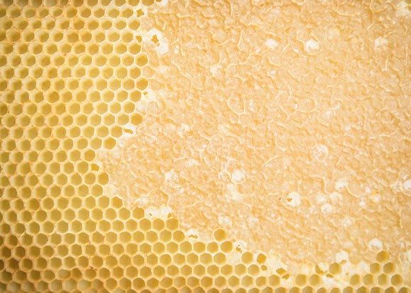 Honey Production