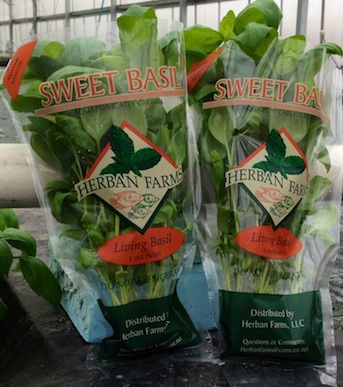 Basil from Herban Farms