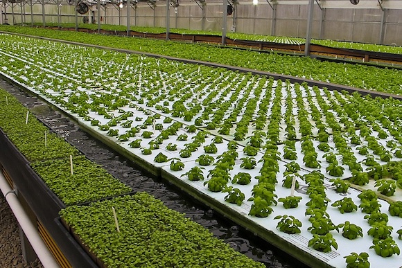 Herban Farms at Cheyney University