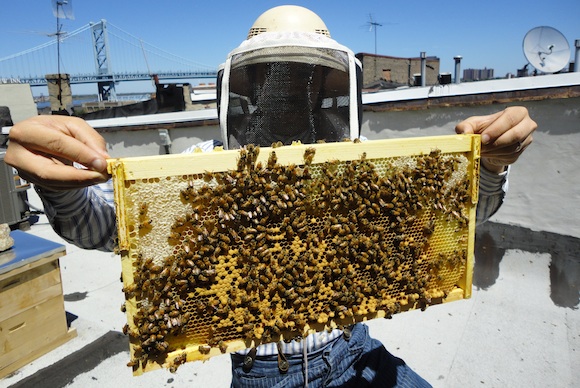 2014 Philadelphia Honey Festival