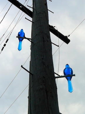 Blue birds in Cleveland