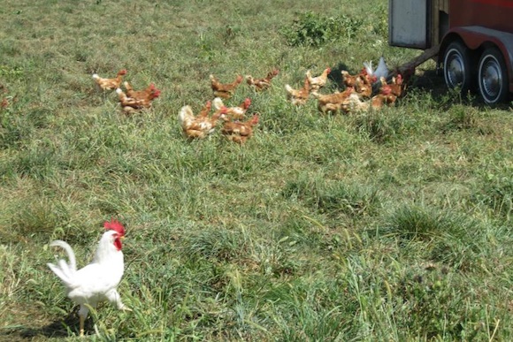 Chickens at Danda Farms