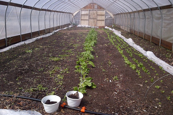 A farm blooms in Parkside