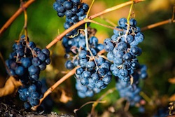 Grapes