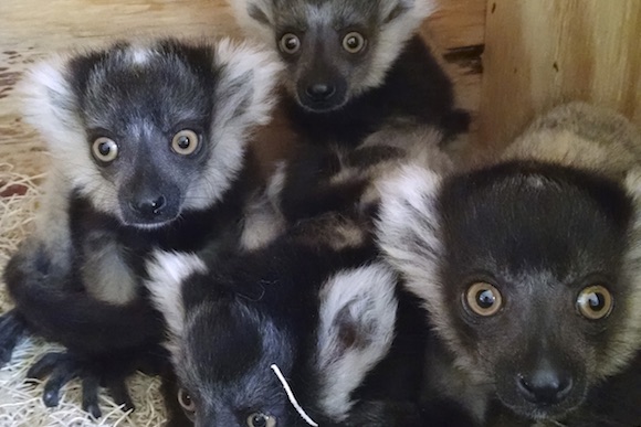 Baby lemurs at the Philadelphia Zoo