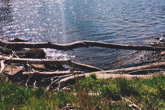 Living Shoreline