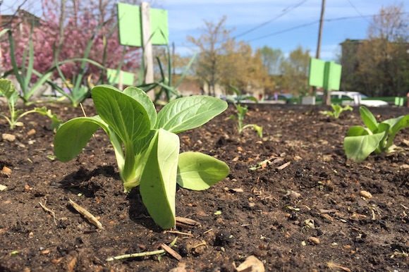 A PHS seedling