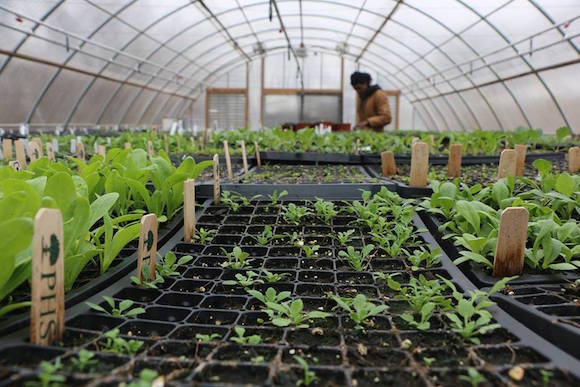 Seedlings in the greenhouse