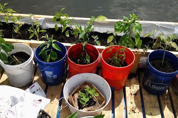 Wetland's floating garden