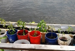 Wetland's floating garden