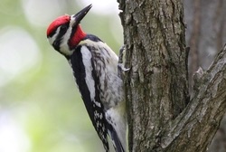 Annual Sapsucker Festival