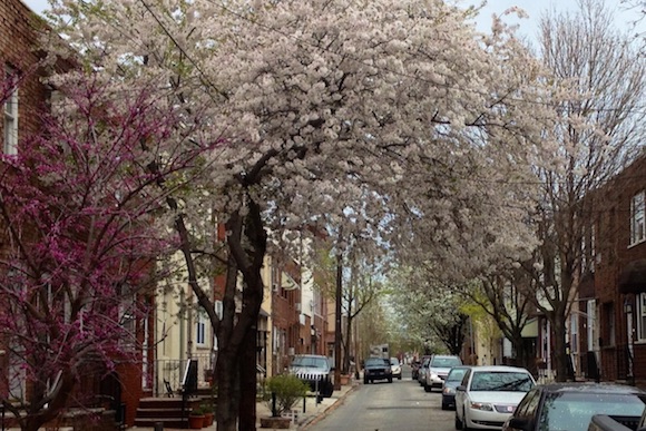 Mountain Street, one of South Philly's many charming blocks