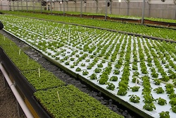 Herban Farms at Cheyney University
