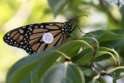 Catch the Monarch butterflies before they head south